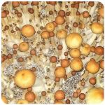 Псилоцибиновые (галлюциногенные)  грибы Psilocybin "Golden Teacher" в Киржаче