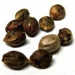 Семена марихуаны АК-47  (Seeds AK-47) в Киржаче